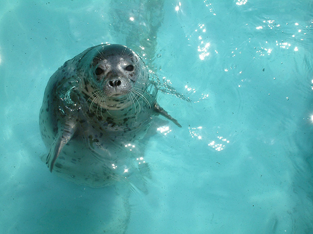マリンワールド海の中道のアザラシ（福岡県／福岡市）