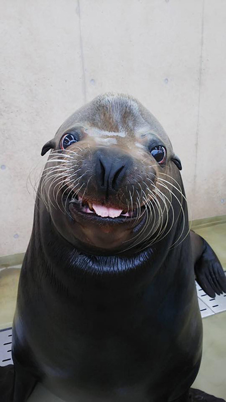 アシカの“カズ”/マリンワールド海の中道（福岡県／福岡市）