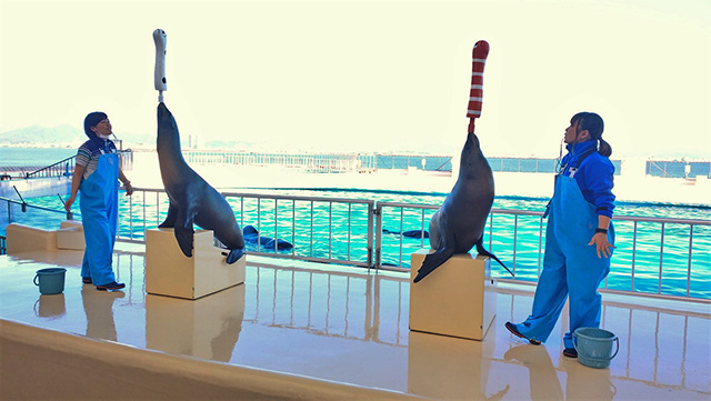 アシカショーの様子/マリンワールド海の中道（福岡県／福岡市）