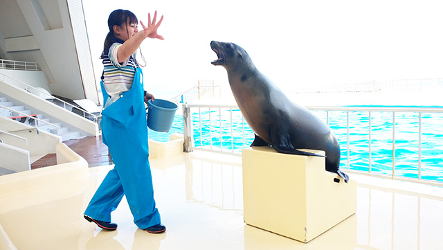 カリフォルニアアシカの“アキ”/マリンワールド海の中道（福岡県／福岡市）