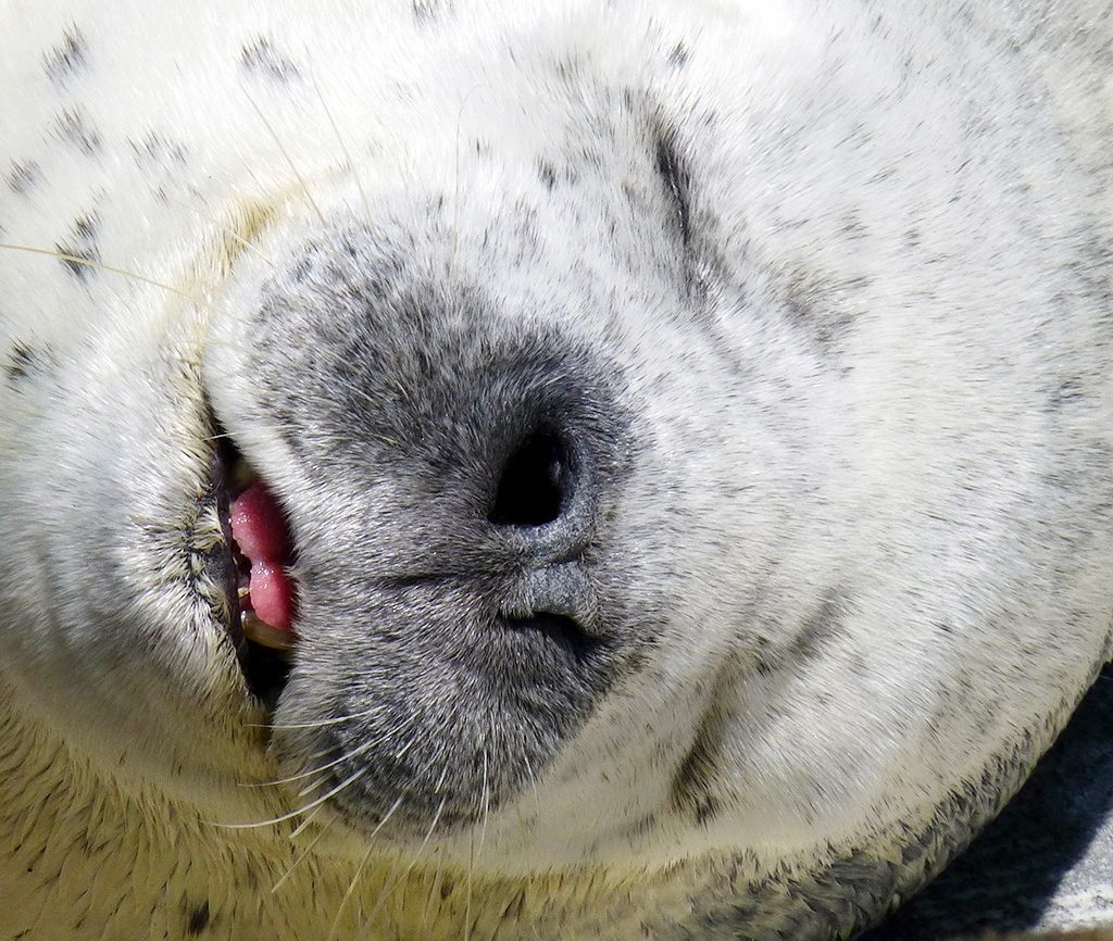 おたる水族館のアザラシ（北海道/小樽市）