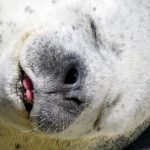 アザラシとアシカの違いって知ってる？耳や泳ぎに注目！ショーなどがある水族館は