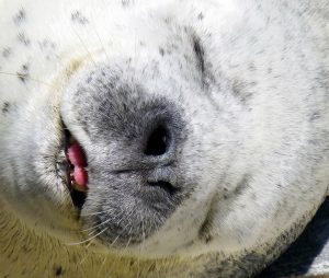 アザラシとアシカの違いって知ってる?耳や泳ぎに注目!ショーなどがある水族館は