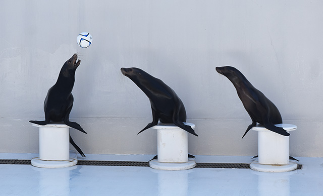 鴨川シーワールドのアシカパフォーマンス（千葉県/鴨川市）