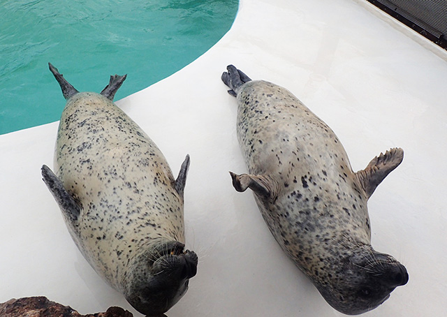 おたる水族館のアザラシ（北海道/小樽市）
