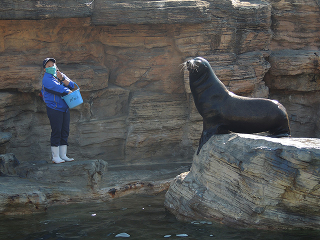 鴨川シーワールドのアシカパフォーマンス（千葉県/鴨川市）