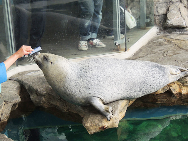 しながわ水族館のゴマフアザラシ（東京都/品川区）