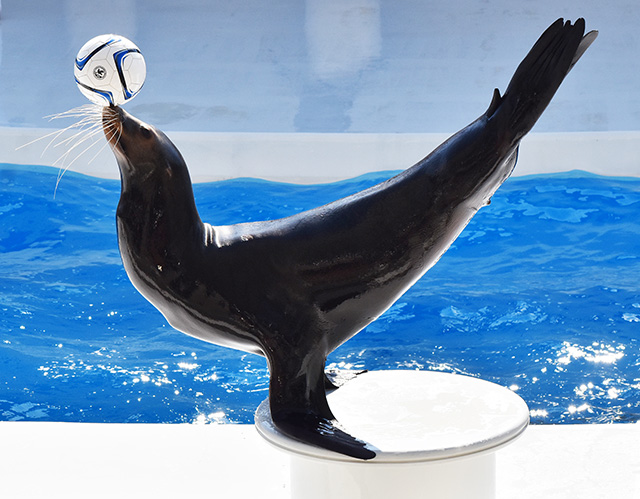 鴨川シーワールドのカリフォルニアアシカ（千葉県/鴨川市）