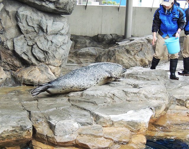アザラシ /しながわ水族館（東京都/品川区）