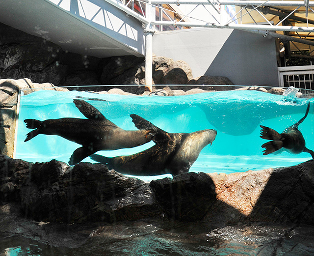 鳥羽水族館のアシカ（三重県/鳥羽市）