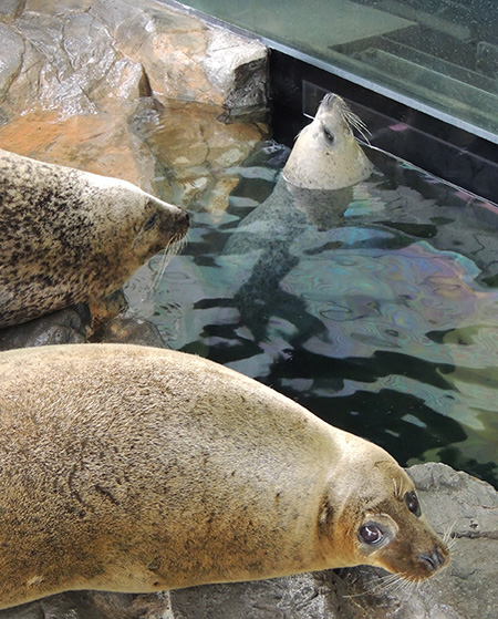しながわ水族館のアザラシ（東京都/品川区）