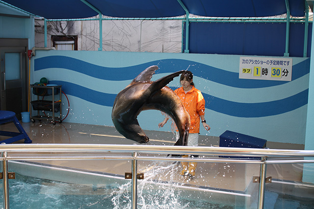 竹島水族館のアシカ（愛知県/蒲郡市）