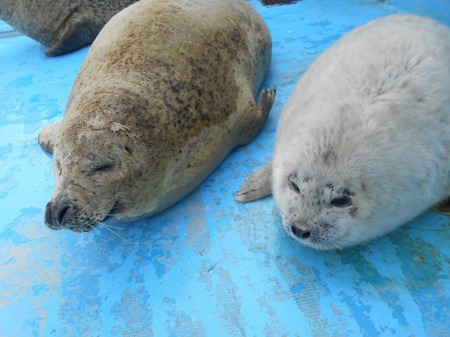 ノシャップ寒流水族館のアザラシ（北海道/稚内市）