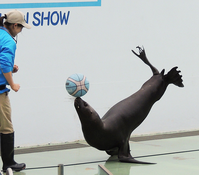 しながわ水族館のアシカ（東京都/品川区）