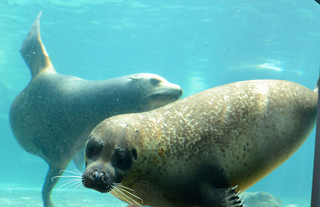 鴨川シーワールドのアザラシとアシカ（千葉県/鴨川市）