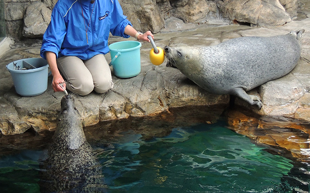 しながわ水族館のゴマフアザラシ（東京都/品川区）