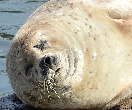おたる水族館のワモンアザラシ（北海道／小樽市）