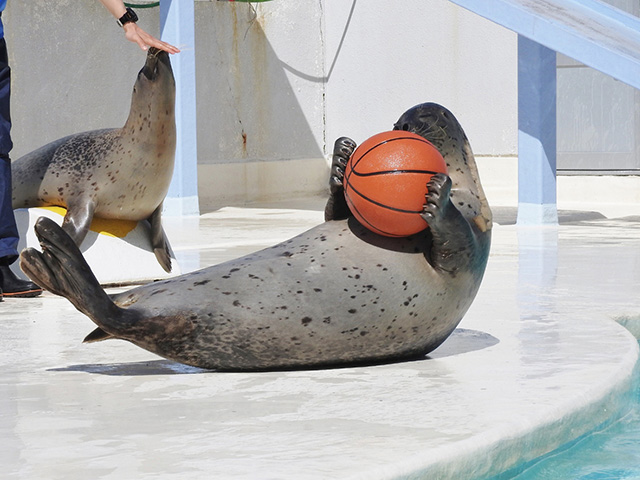 おたる水族館のワモンアザラシ（北海道／小樽市）