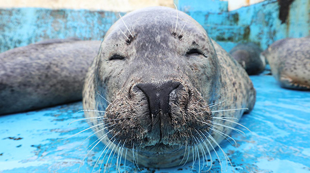 ノシャップ寒流水族館のアザラシ（北海道／稚内市）