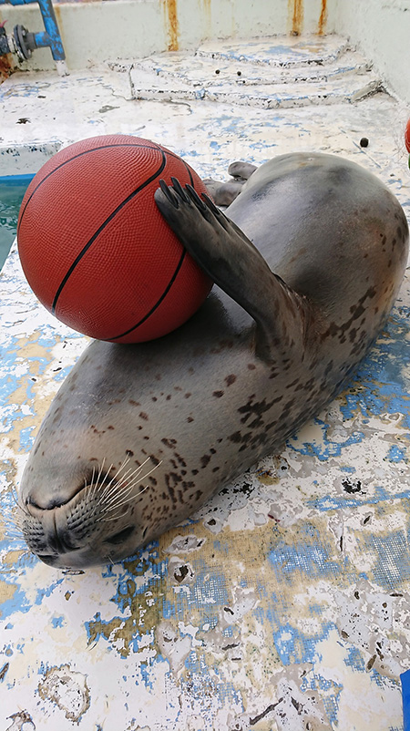 ノシャップ寒流水族館のアザラシ（北海道／稚内市）