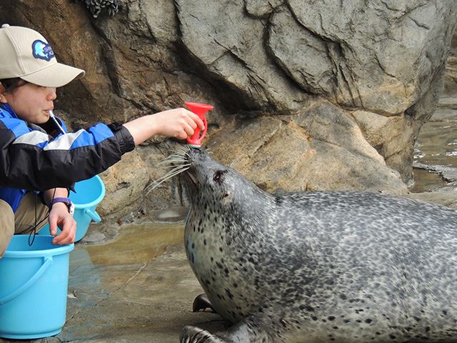 しながわ水族館のアザラシ（東京都／品川区）