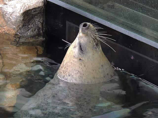 しながわ水族館のアザラシ（東京都／品川区）