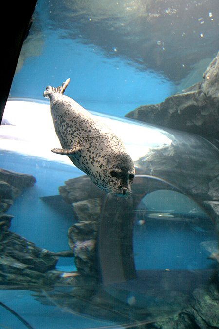 しながわ水族館のアザラシ（東京都／品川区）