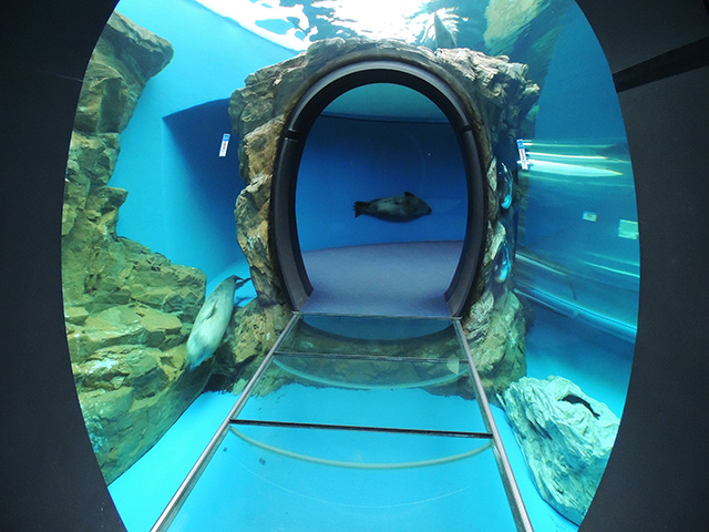 しながわ水族館のアザラシ（東京都／品川区）
