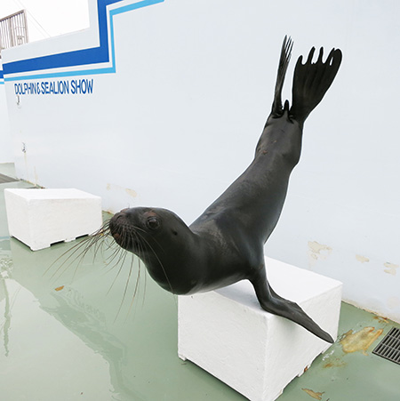 しながわ水族館のアシカ（東京都／品川区）