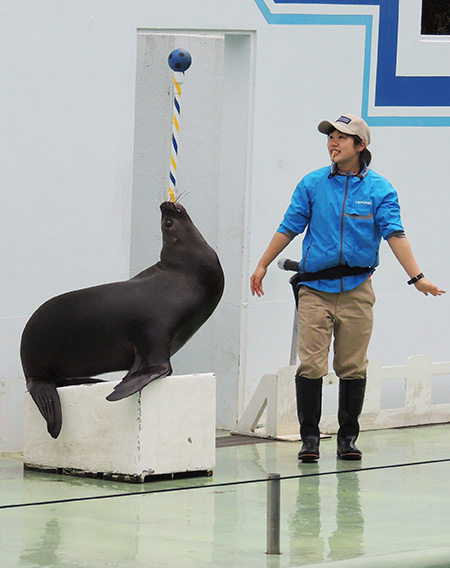 しながわ水族館のアシカ（東京都／品川区）