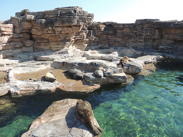 アザラシとアシカ/鴨川シーワールド（千葉県／鴨川市）