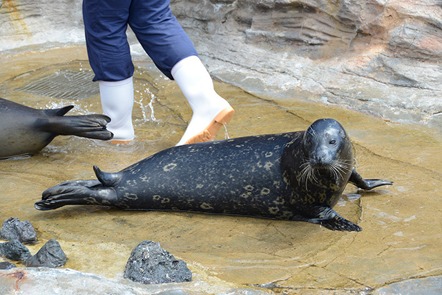 鴨川シーワールドのゼニガタアザラシ（千葉県／鴨川市）