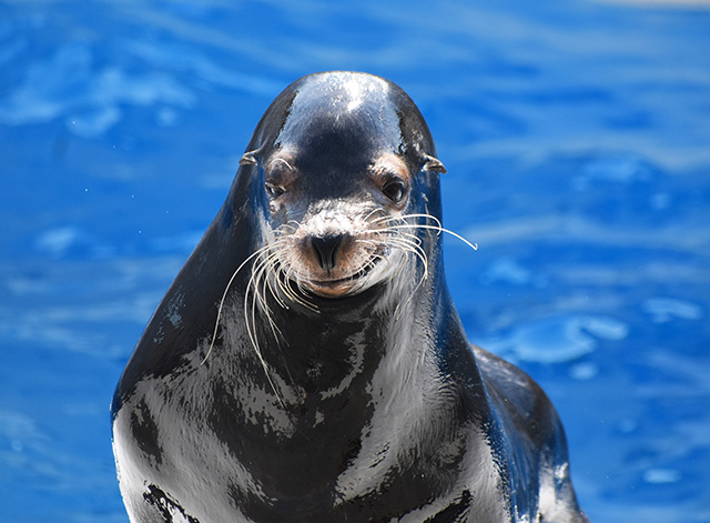 鴨川シーワールドのアシカ（千葉県／鴨川市）