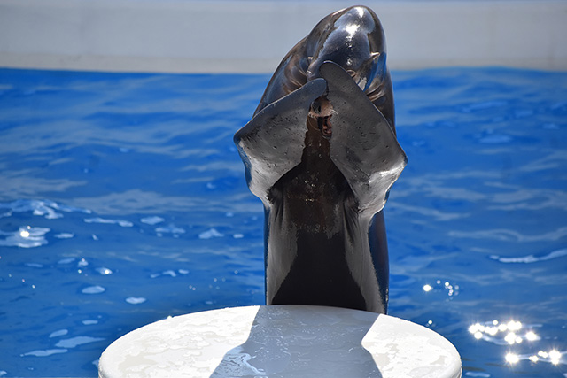 鴨川シーワールドのアシカ（千葉県／鴨川市）