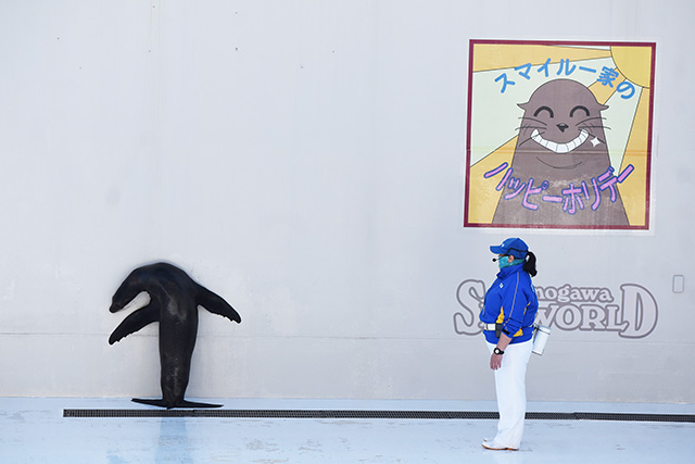 鴨川シーワールドのアシカパフォーマンス（千葉県／鴨川市）