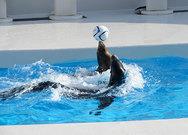 鴨川シーワールドのアシカパフォーマンス（千葉県／鴨川市）