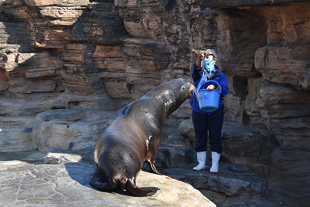 アシカ・アザラシの海でのフィーディングタイム/鴨川シーワールド（千葉県／鴨川市）