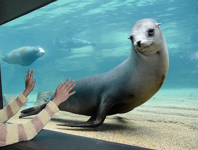 水槽に寄ってくるアシカ/鴨川シーワールド（千葉県／鴨川市）