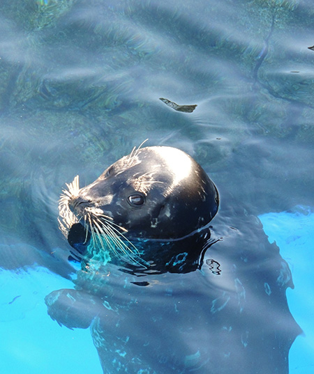 ゼニガタアザラシ/横浜・八景島シーパラダイス（神奈川県／横浜市）