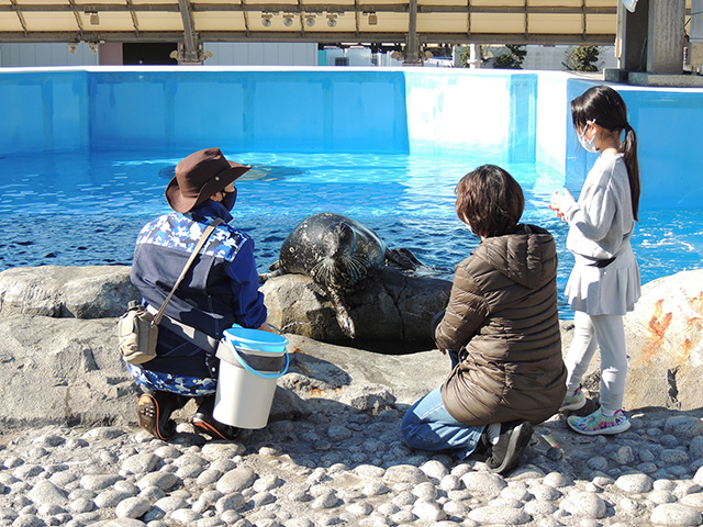 ゼニガタアザラシに大接近/横浜・八景島シーパラダイス（神奈川県／横浜市）