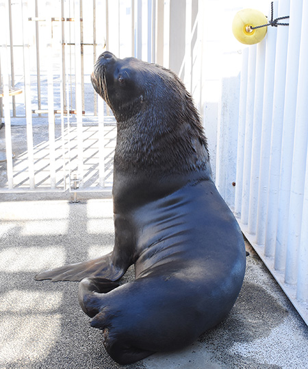 “見返りオタリア”/横浜・八景島シーパラダイス（神奈川県／横浜市）