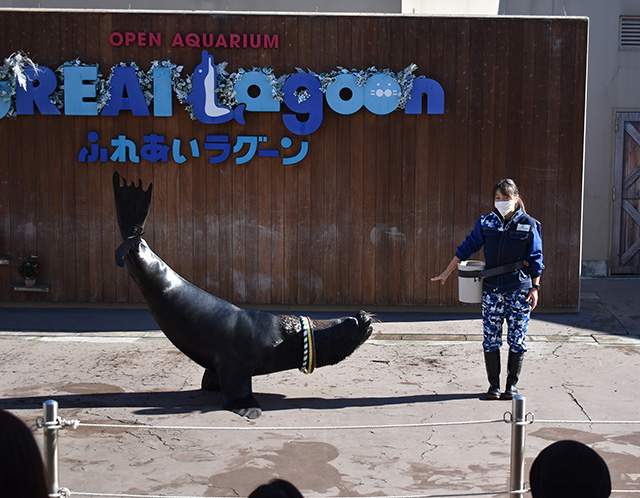 オタリアのパフォーマンス/横浜・八景島シーパラダイス（神奈川県／横浜市）