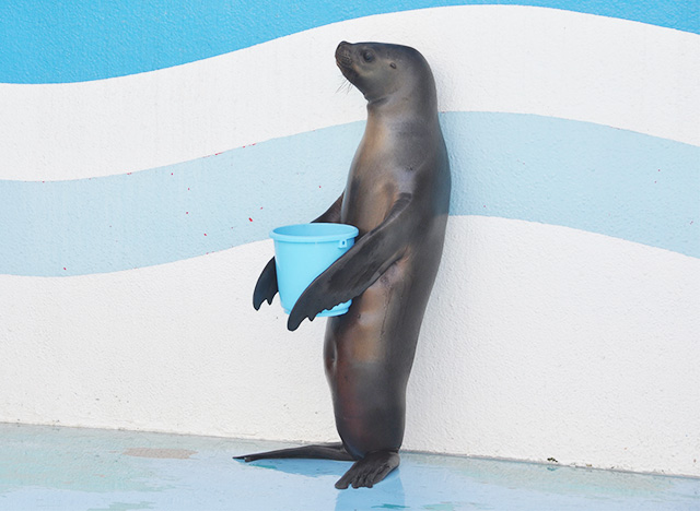 オタリアの“ラブ”/竹島水族館（愛知県／蒲郡市）