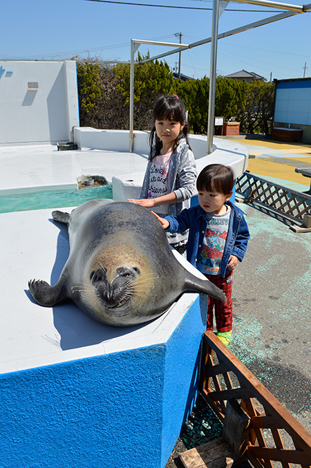 南知多ビーチランドのアザラシ（愛知県／美浜町）