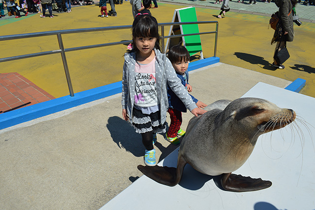 南知多ビーチランドのカリフォルニアアシカ（愛知県／美浜町）