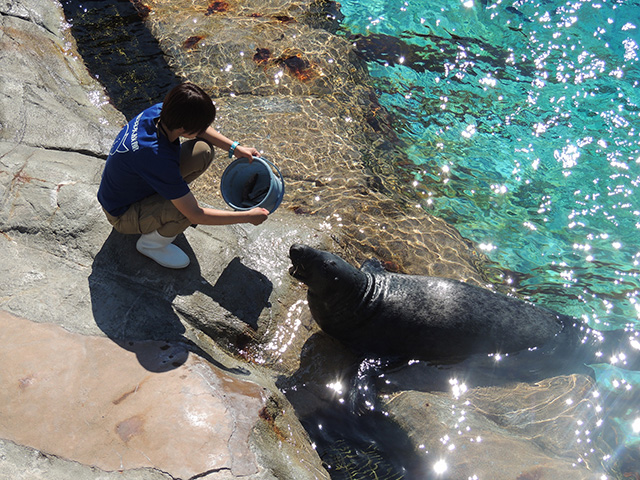鳥羽水族館のハイイロアザラシ（三重県／鳥羽市）