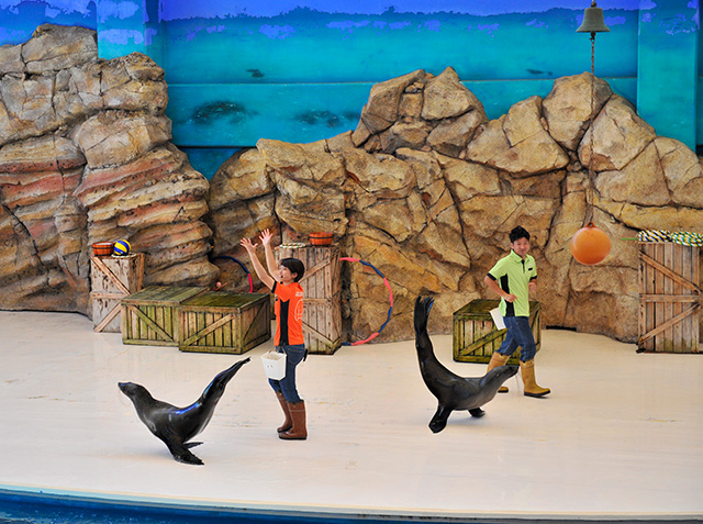 カリフォルニアアシカのパフォーマンス/鳥羽水族館（三重県／鳥羽市）