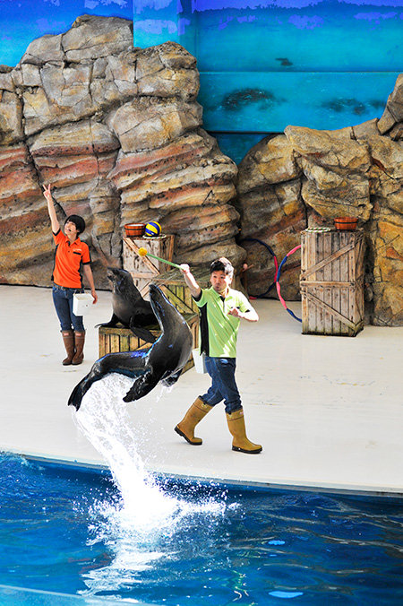 カリフォルニアアシカのパフォーマンス/鳥羽水族館（三重県／鳥羽市）