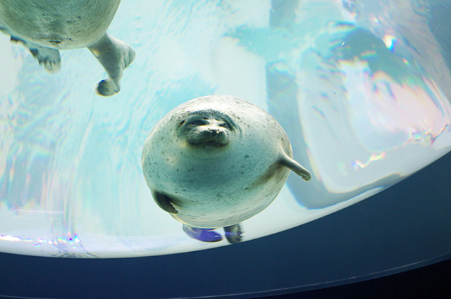 海遊館のワモンアザラシ（大阪府／大阪市）