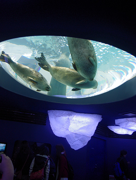 海遊館のワモンアザラシ（大阪府／大阪市）